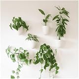 Best Indoor Wall Planters for 2026: Vetted Picks