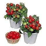 Best Patio Tomatoes for Container Growing in 2026